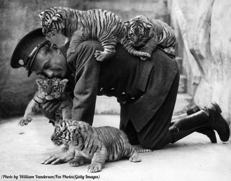 Ośmiotygodniowe tygrysy w ogrodzie zoologicznym Whipsnade, 1937