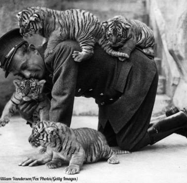 Ośmiotygodniowe tygrysy w ogrodzie zoologicznym Whipsnade, 1937