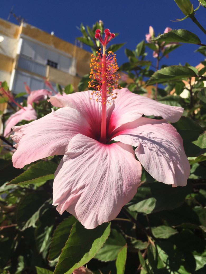 Ketmia nazywana także hibiskusem – rodzaj krzewów i roślin zielnych z rodziny ślazowatych