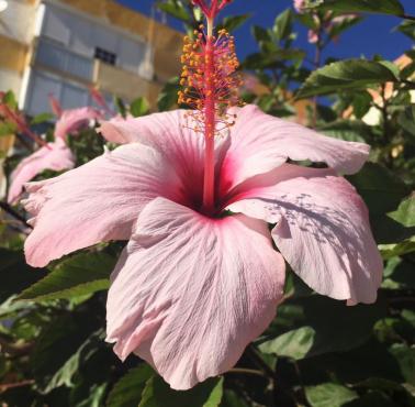 Ketmia nazywana także hibiskusem – rodzaj krzewów i roślin zielnych z rodziny ślazowatych