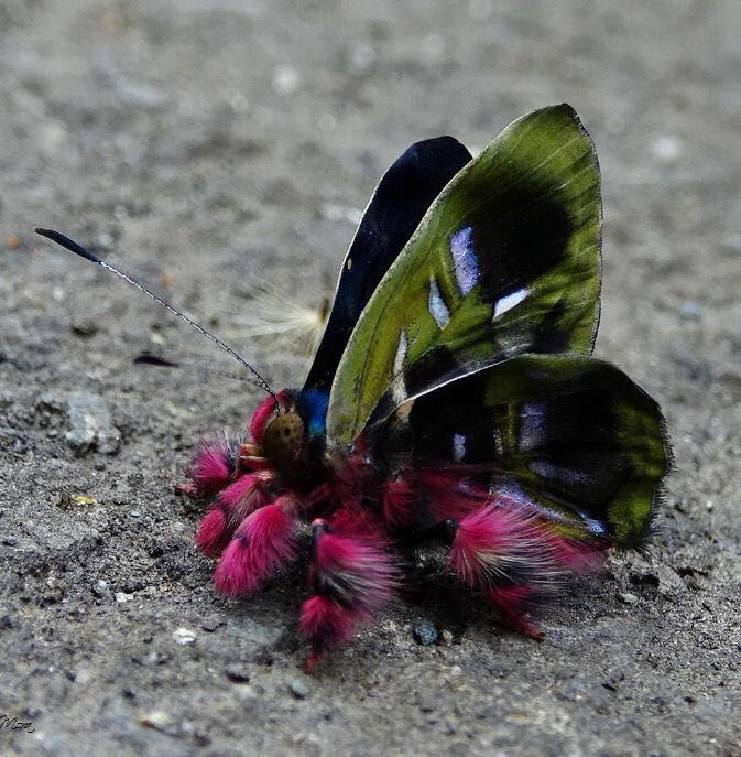 Motyl Lycaenidae z Kolumbii