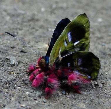 Motyl Lycaenidae z Kolumbii