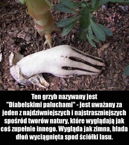 Diabelskie paluchy