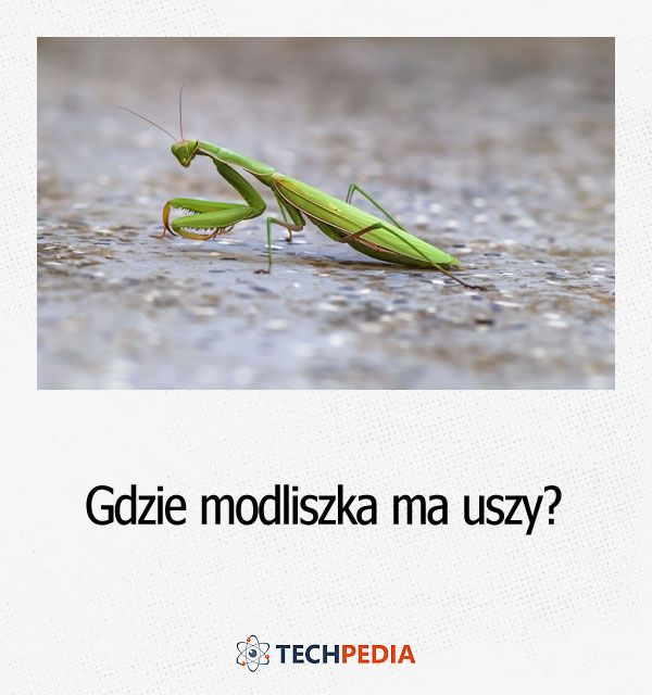 Gdzie modliszka ma uszy?