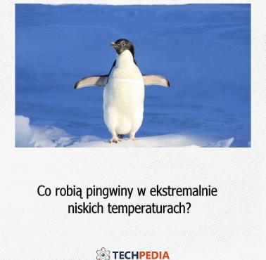 Co robią pingwiny w ekstremalnie niskich temperaturach?