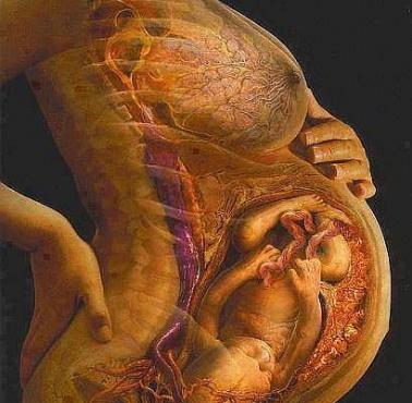 Ciąża w przekroju