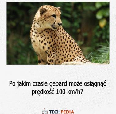 Po jakim czasie gepard może osiągnąć prędkość 100 km/h?