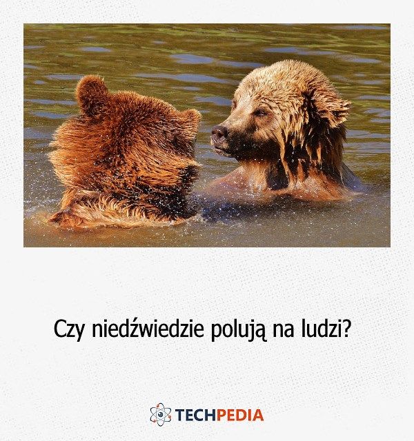 Czy niedźwiedzie polują na ludzi?