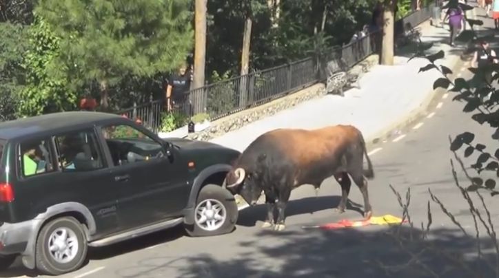 Terenówka kontra wściekły byk (wideo)