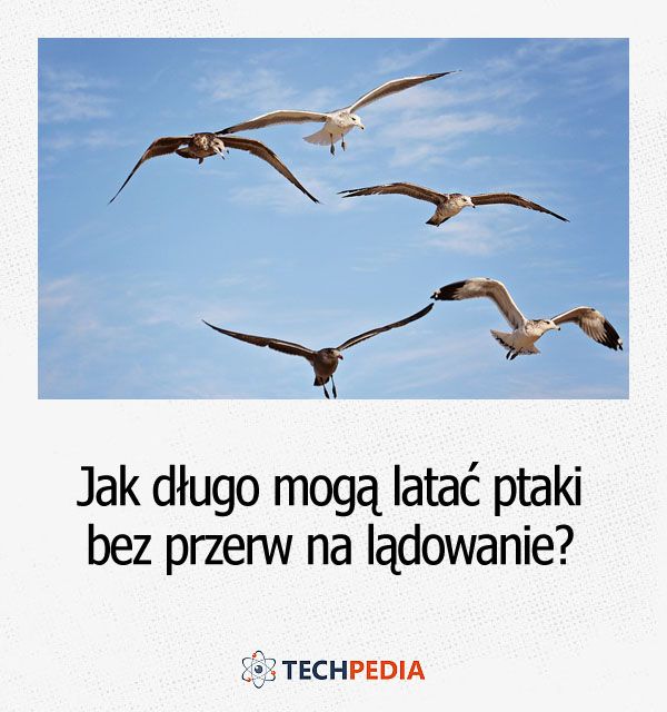 Jak długo może latać ptak?