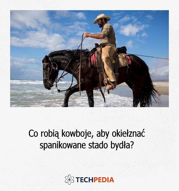 Co robią kowboje, aby okiełznać spanikowane stado bydła?