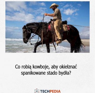 Co robią kowboje, aby okiełznać spanikowane stado bydła?