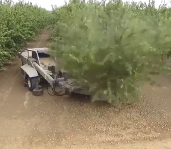 Maszyna do strząsania migdałów z drzewka (wideo)