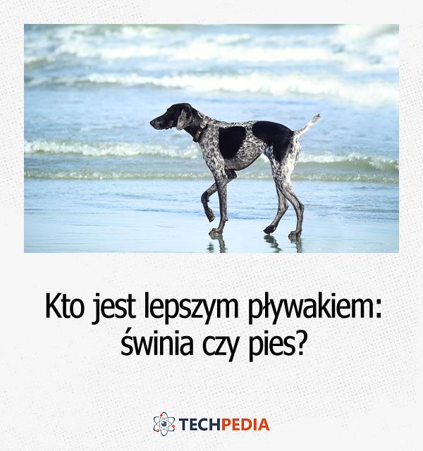 Kto jest lepszym pływakiem: świnia czy pies?