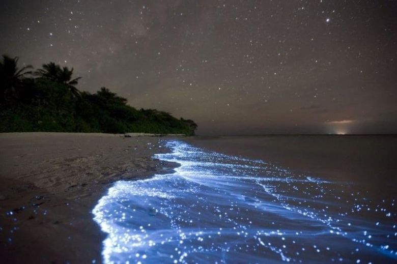 Bioluminescencyjne fale na plaży na Malediwach