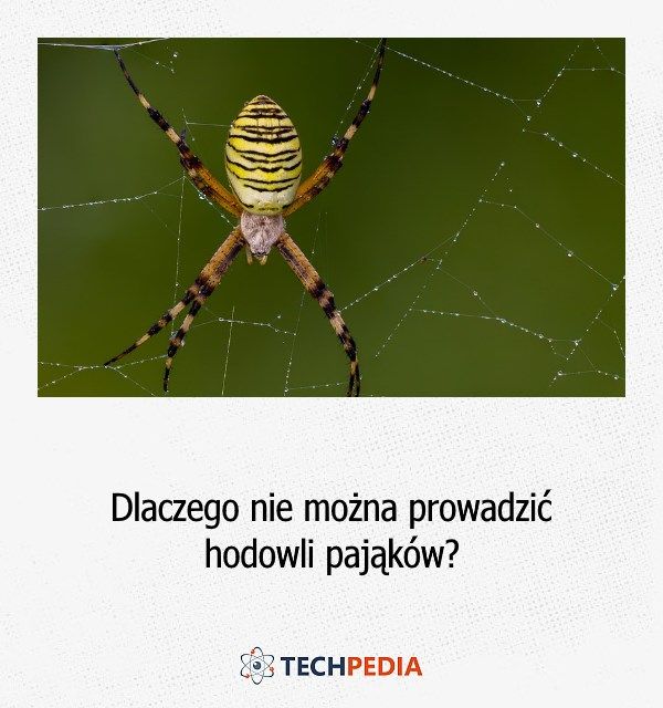 Dlaczego nie można prowadzić hodowli pająków?