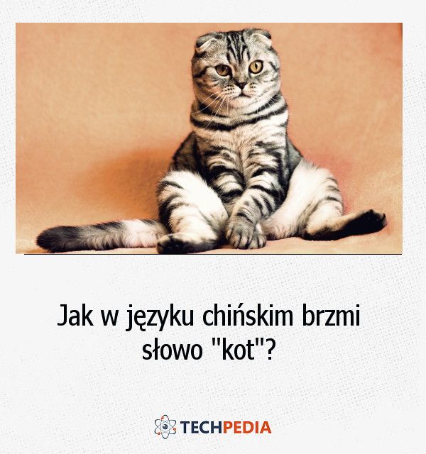 Jak w języku chińskim brzmi słowo “kot”?