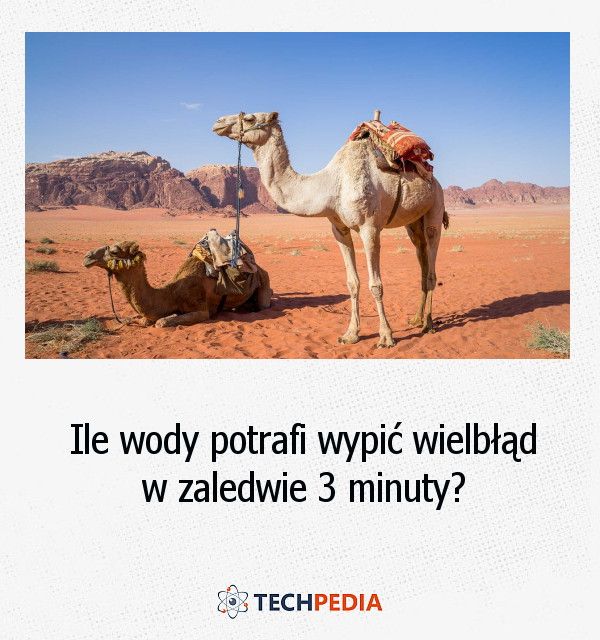 Ile wody potrafi wypić wielbłąd w zaledwie 3 minuty?