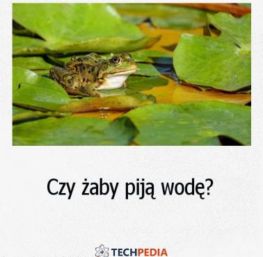 Czy żaby piją wodę?
