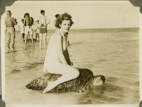 Żółw na plaży Mon Repos w Australii, 1930