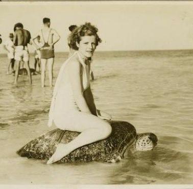 Żółw na plaży Mon Repos w Australii, 1930