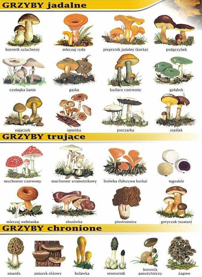 Poradnik dla grzybiarzy