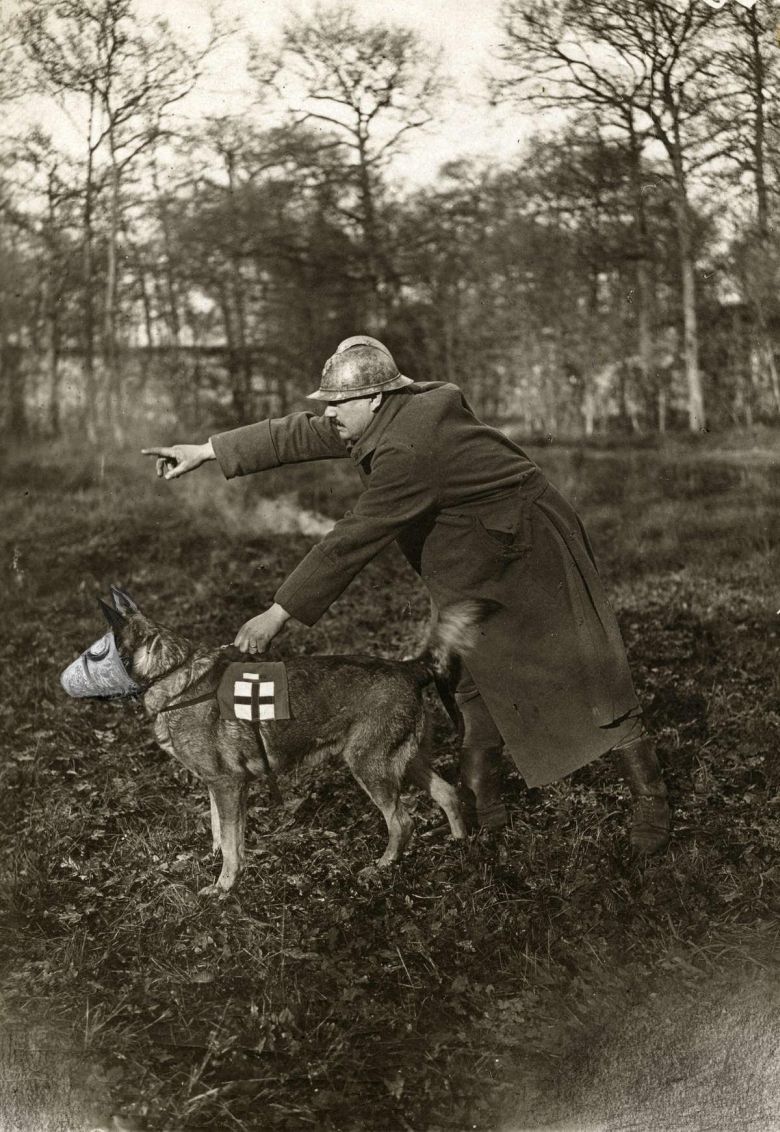Pies z maską przeciwgazową podczas I wojny, Francja, 1917
