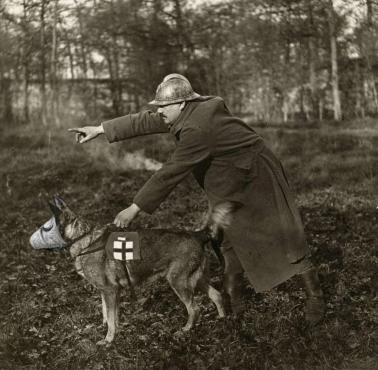 Pies z maską przeciwgazową podczas I wojny, Francja, 1917