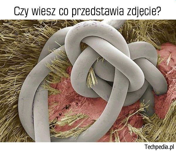 Co znajduje się na zdjęciu?