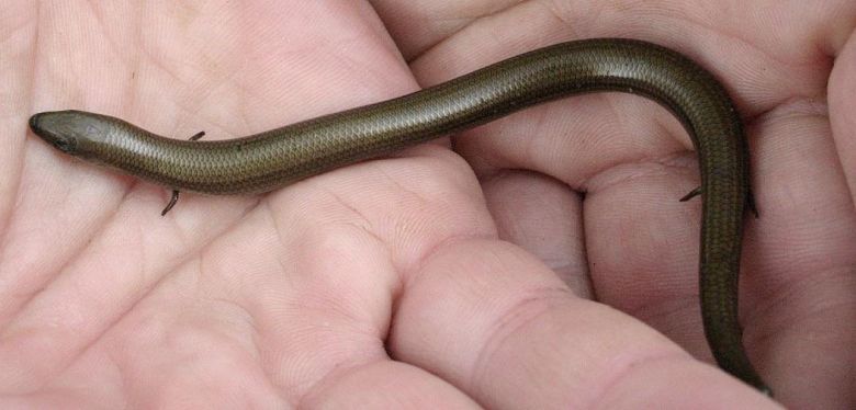 Ostajnica trójpalczasta, czołg trójpalcowy (Chalcides chalcides) – gatunek jaszczurki zaliczanych do rodziny scynkowatych