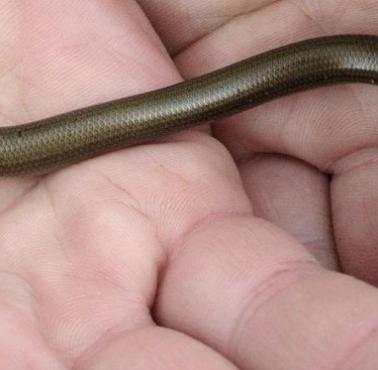 Ostajnica trójpalczasta, czołg trójpalcowy (Chalcides chalcides) – gatunek jaszczurki zaliczanych do rodziny scynkowatych