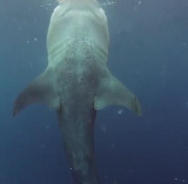 Rekin wielorybi (Rhincodon typus) podczas posiłku (wideo)
