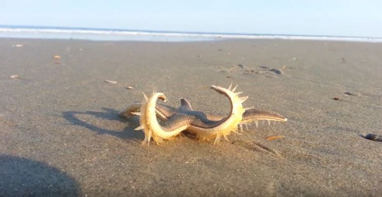 Spacerująca po plaży rozgwiazda (Asteroidea), Outer Banks of North Carolina, USA (wideo HD)