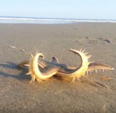 Spacerująca po plaży rozgwiazda (Asteroidea), Outer Banks of North Carolina, USA (wideo HD)