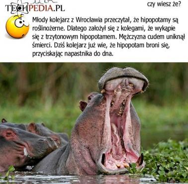 Hipopotam i pewien kolejarz z Wrocławia