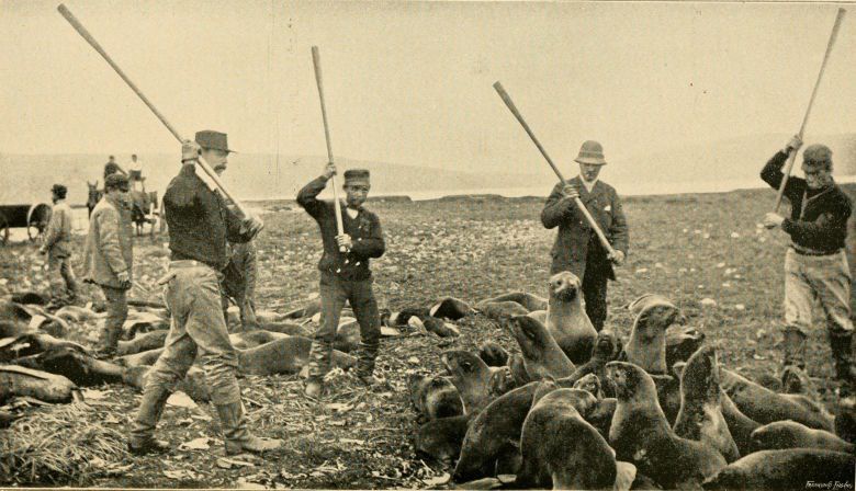 Myśliwi zabijają foki na wyspie św.Pawła, Morze Beringa, Alaska, 1890