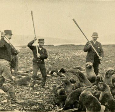 Myśliwi zabijają foki na wyspie św.Pawła, Morze Beringa, Alaska, 1890