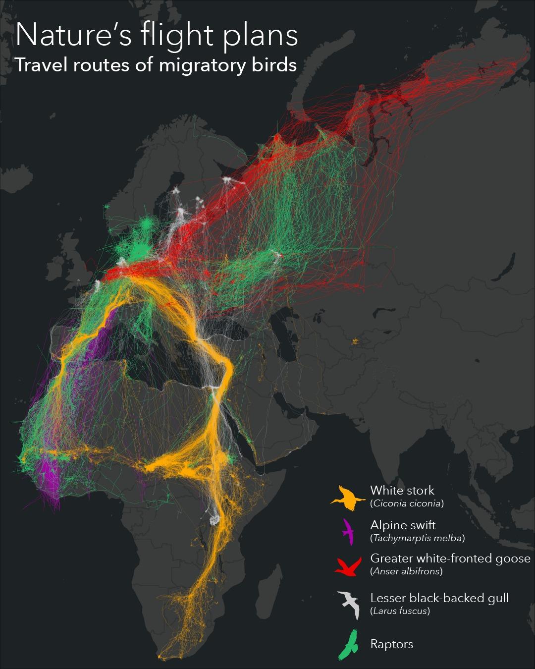 Trasy podróży pięciu gatunków ptaków wędrownych, autor Esri Deutschland