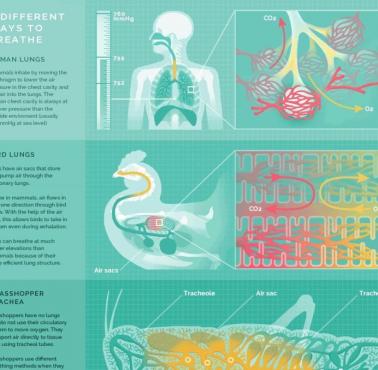 Porównanie oddychania różnych zwierząt - człowiek, ptak i pasikonik (animacja)