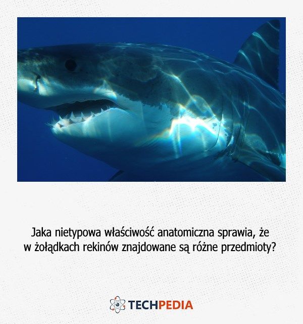 Jaka nietypowa właściwość anatomiczna sprawia, że w żołądkach rekinów znajdowane są różne przedmioty?