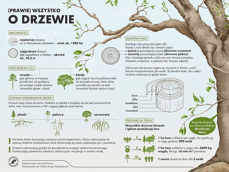 (Prawie) wszystko o drzewie