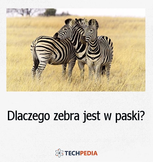 Dlaczego zebra jest w paski?