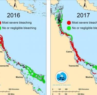 Degradacja koralowców w Wielkiej Rafie Koralowej, 2016, 2017