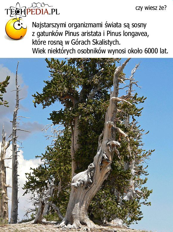 Najstarsze organizmy świata