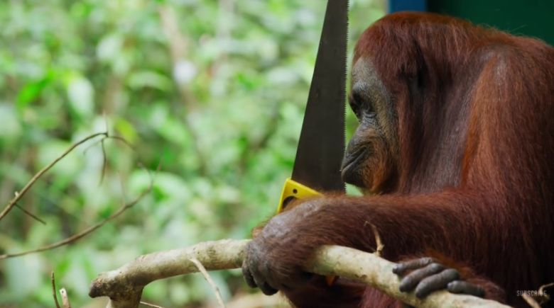 Orangutan i piła, co z tego wyniknie .... (wideo HD)