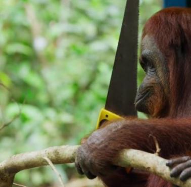 Orangutan i piła, co z tego wyniknie .... (wideo HD)