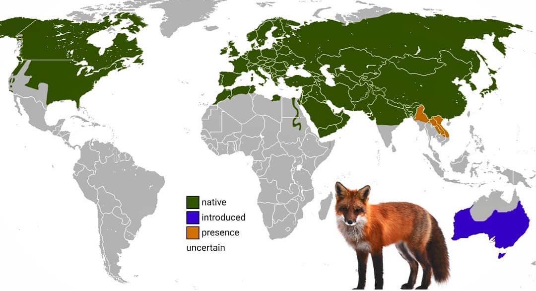 Zasięg występowania lisa rudego (łac. Vulpes vulpes)