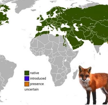 Zasięg występowania lisa rudego (łac. Vulpes vulpes)