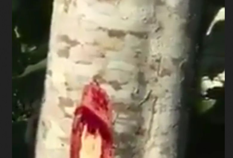 Afrykańskie drzewo (blood wood, Kiaat, Mukwa, Muninga), które wydziela przypominający krew czerwony sok (wideo)