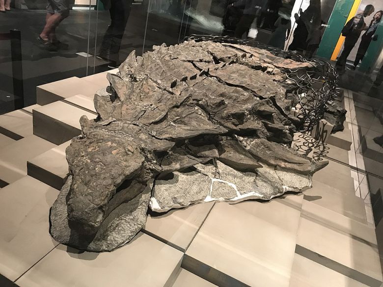 Świetnie zachowane szczątki dinozaura, Kanada
